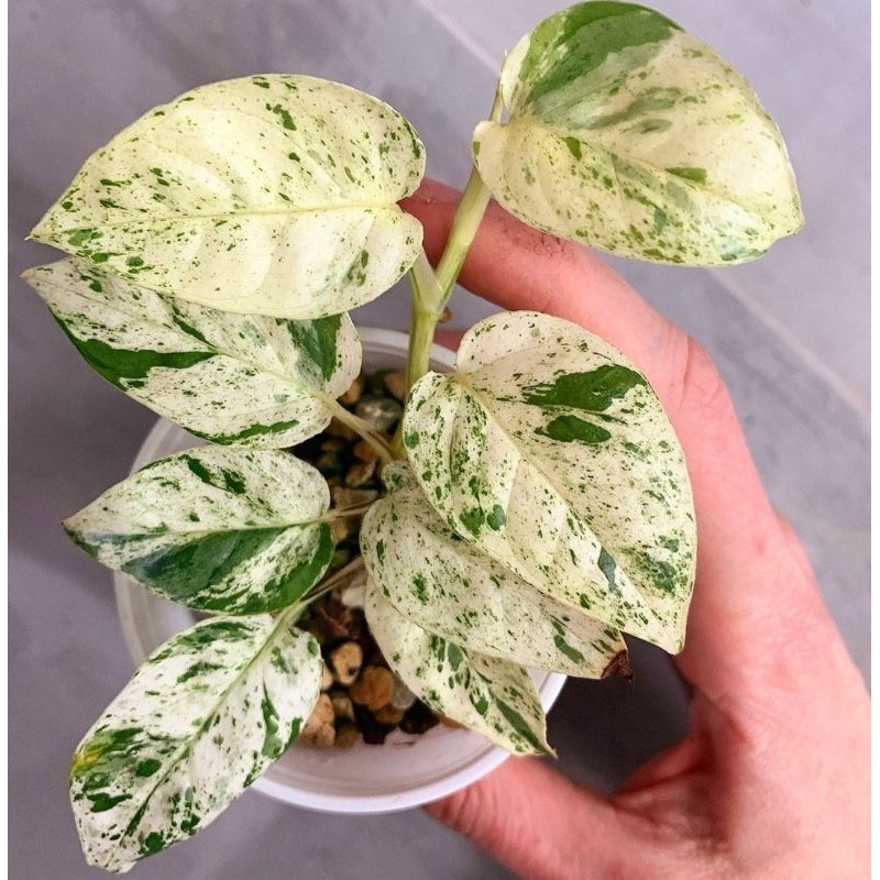 Tanaman Hias Epipremnum Pinnatum Marble Varigata / Tanaman hias mini/ Bunga hidup/ tanaman/ Bibit bu