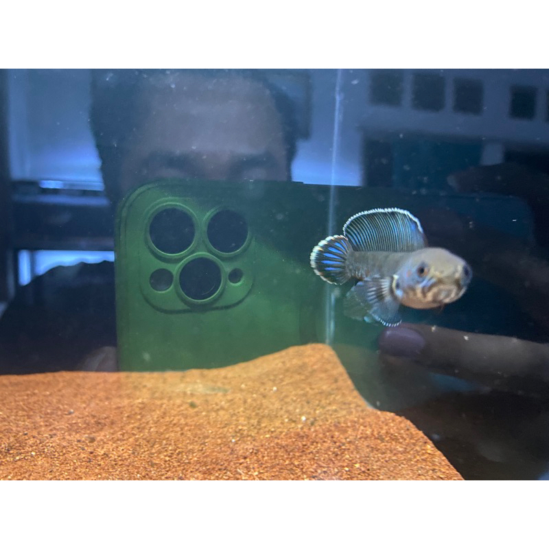 andrao gondrong gondrong 6cm