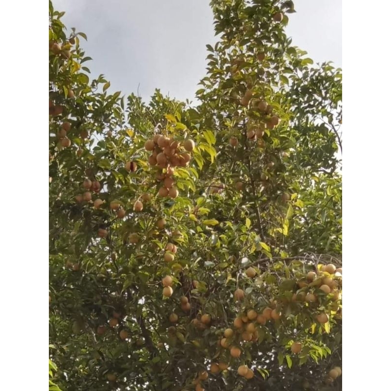 

Biji Buah Pala Bumbu Dapur 1Kg
