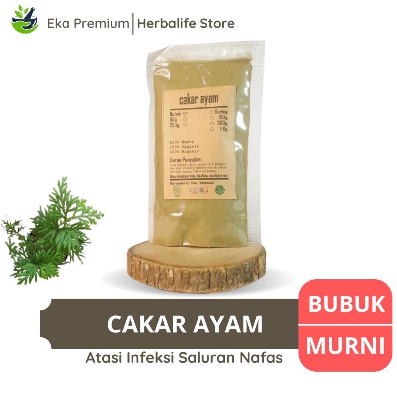 

DAUN CAKAR AYAM BUBUK Rumput Solo Kering Asli Ramuan Rempah Herbal Jamu Tradisional Tanaman Cemara Kipas Gunung