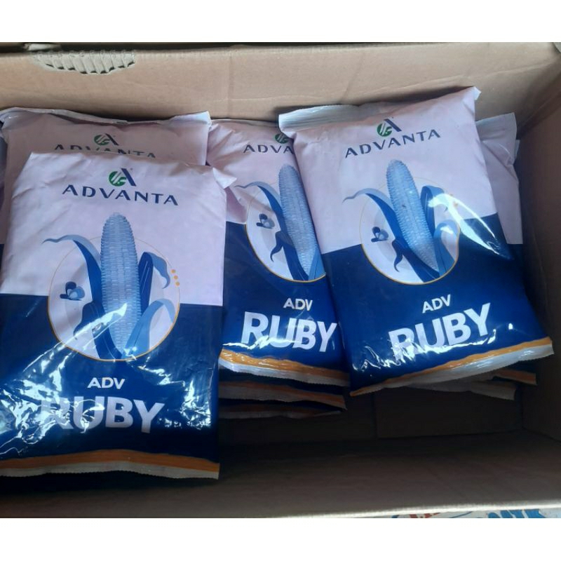 Benih Jagung ADV Ruby