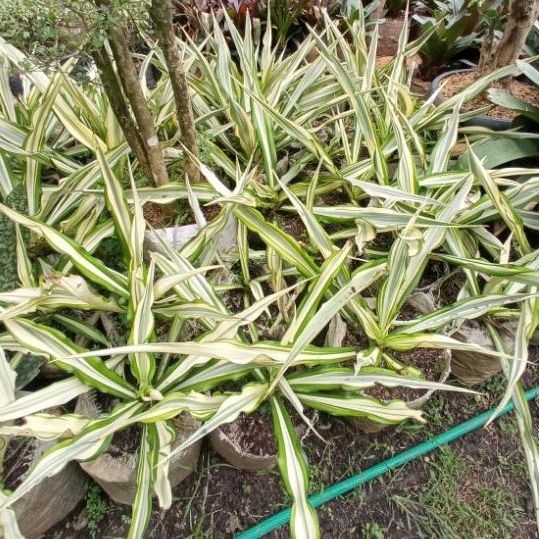 TERMURAH Tanaman Hias Agave Varigata - Tanaman Hias Agave