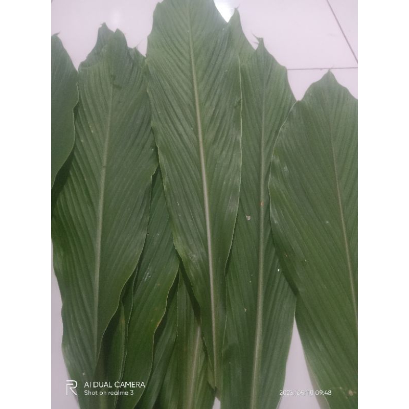 

Daun kunyit 12 Helai