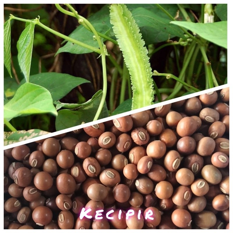 ( 100 biji ) beinih cipir/kecipir