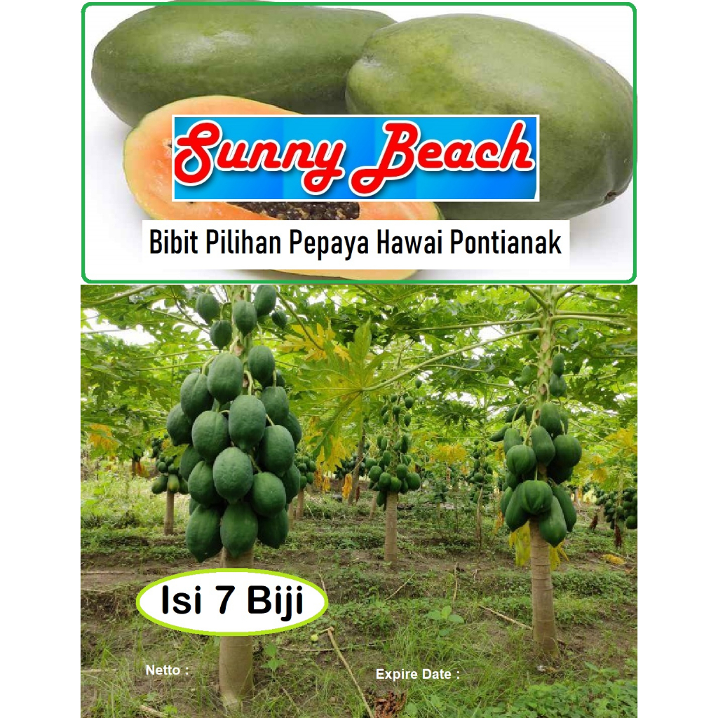 Bibit Pilihan Pepaya Hawai Pontianak|Biji Benih Pepaya Hawai Pontianak