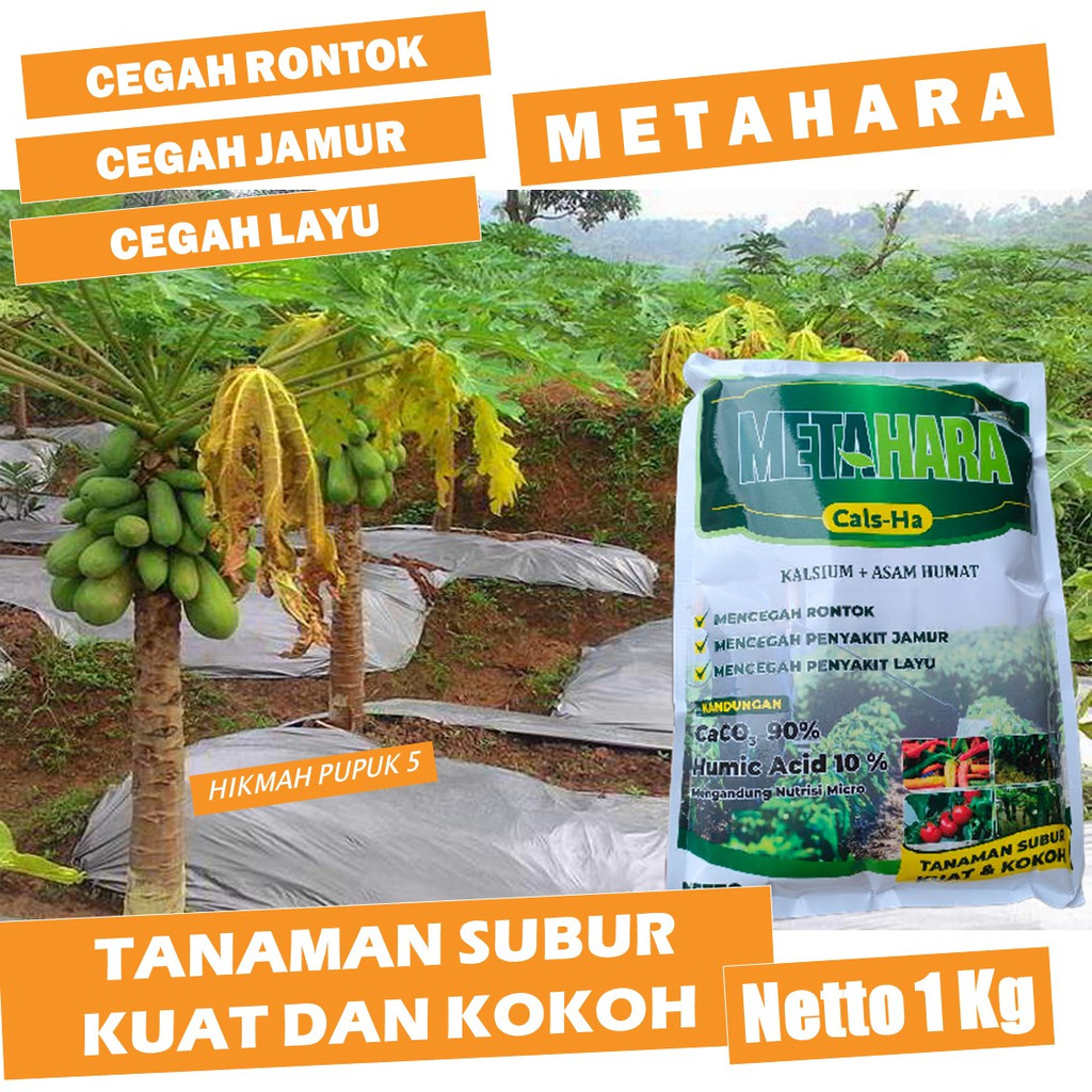 PROMO PUPUK PEPAYA HAWAI PALING BAGUS Pupuk Organik Pepaya Bangkok, Red Lady, California, Carisya, A