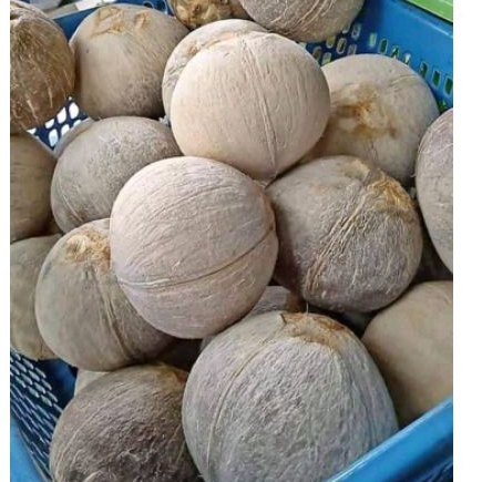 

Kelapa Kopyor Ukuran XL(-+) 37-39cm Keliling