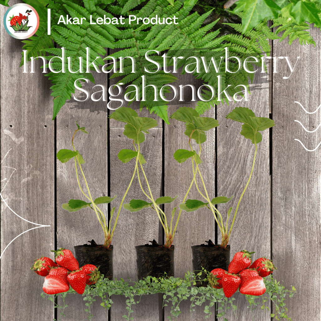 Indukan Strawberry Stroberi Sagahonaka Sudah Berbuah