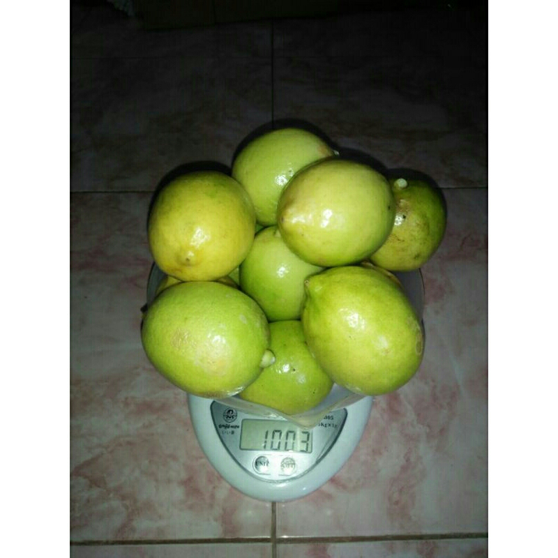 

Jeruk Lemon Tanpa Biji