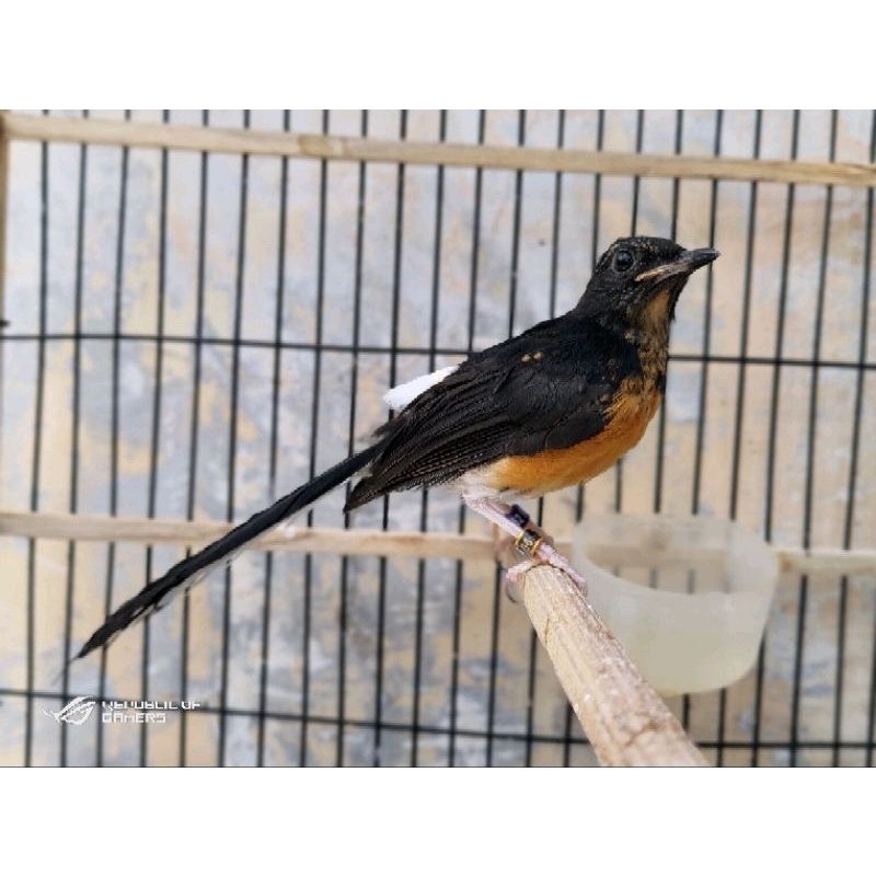 Trotol Murai Batu Ekor Panjang 27 x 16,5