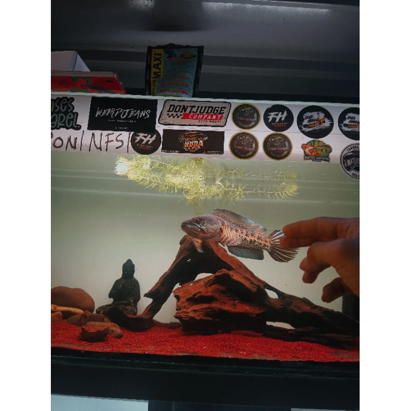 ready berbagai jenis channa auranti size 7-10cm ,10-13cm ,15-20cm