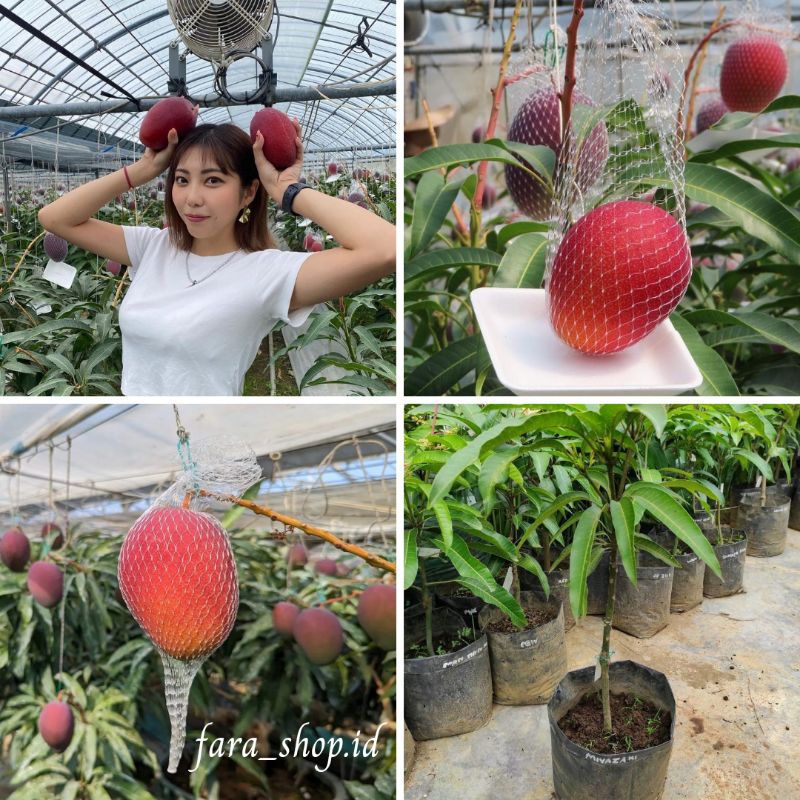 BIBIT TANAMAN BUAH MANGGA MIYAZAKI IMPORT // BIBIT MANGGA MIYAZAKI