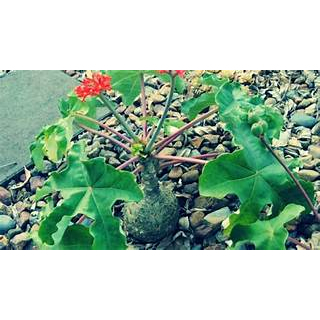 Tanaman Hias Jarak Botol