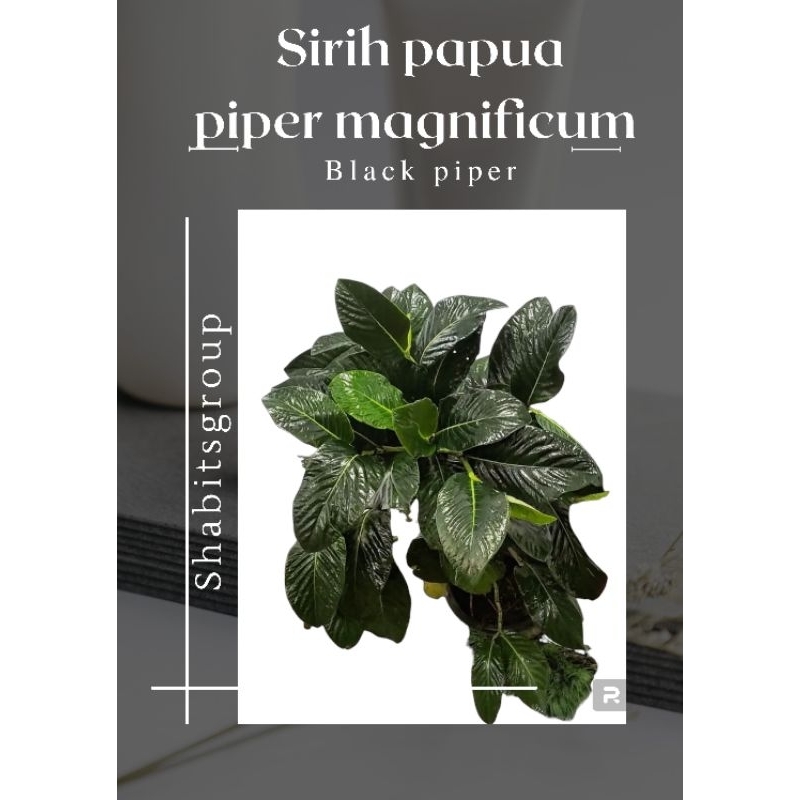 BISA COD Tanaman sirih papua atau tanaman piper magnificum tanaman Black piper tanaman hias black pi