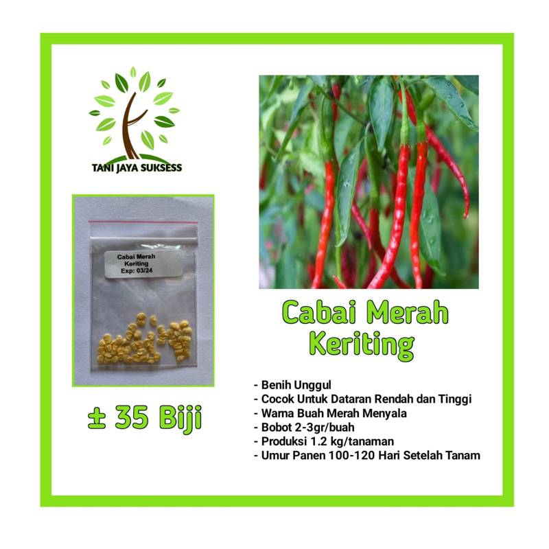 35 Benih Cabai Merah Keriting Benih Cabai Merah Keriting Unggul Berkualitas Bibit Cabai Merah Keriti