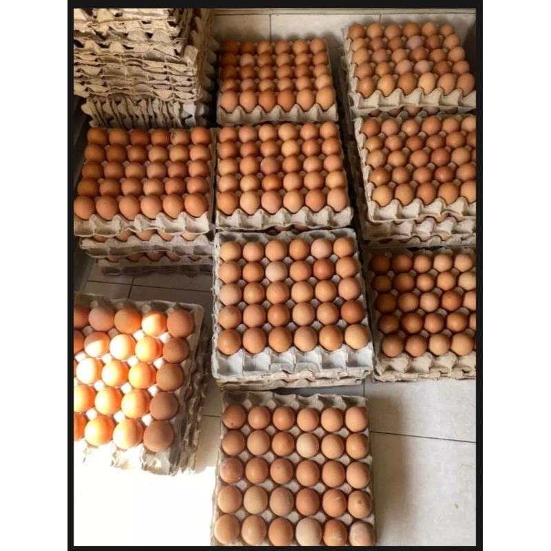 

TELUR AYAM NEGERI HARGA PERKILO