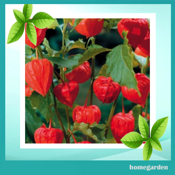 Homegarden Bibit Ciplukan Merah Pysalis Benih Buah Kersen Bibit Buah Kebun Mini Bibit Buah Langka Bi