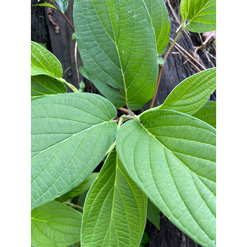 

Daun sirih hutan segar petik langsung 1 kg-az