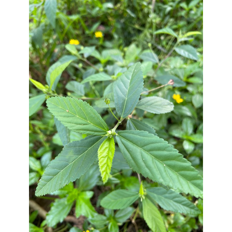 

Daun sidaguri jantan daun sidoguri segar 1 kg-az