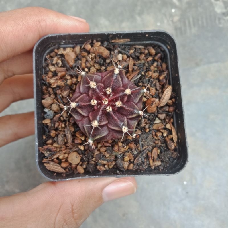 Kaktus Gymno Red Korea