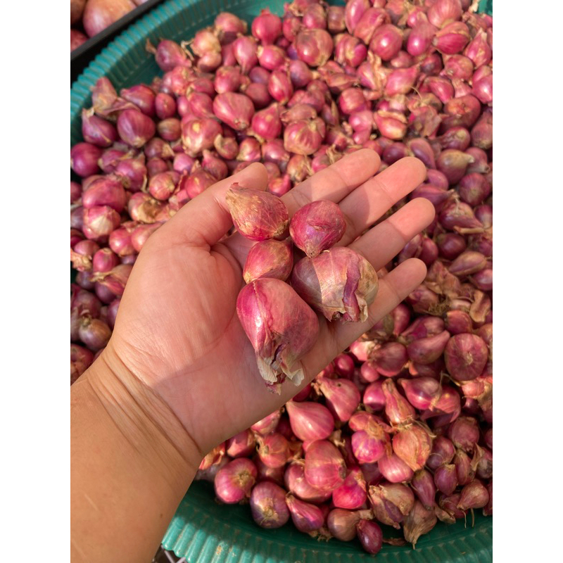 

Bawang Merah / Bawang merah Probolinggo