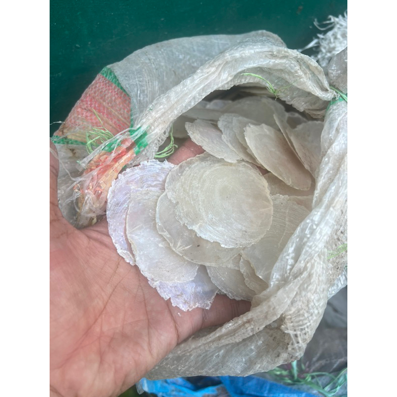 kerang simping 1kg (masih belum potongan untuk kerajinan)