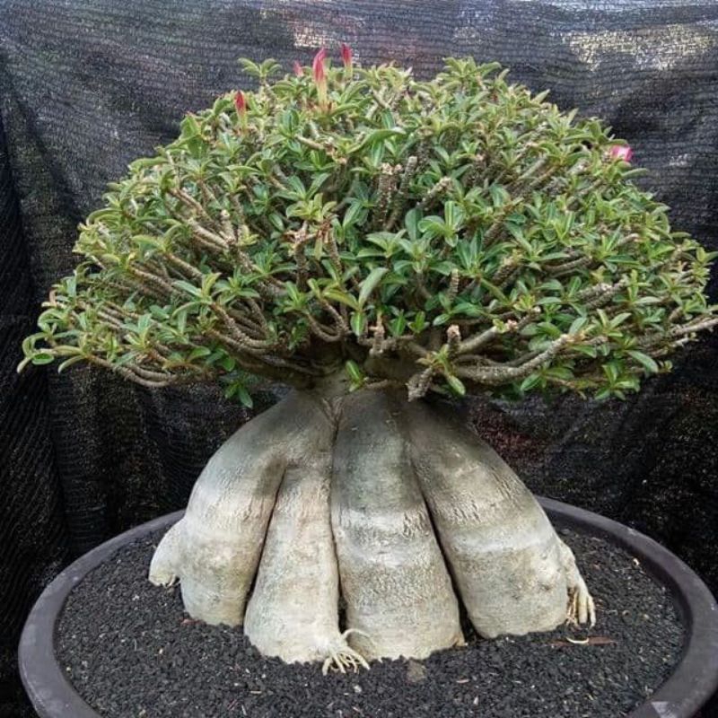 adenium cabang seribu - bibit tanaman adenium cabser / adenium cabang seribu asli
