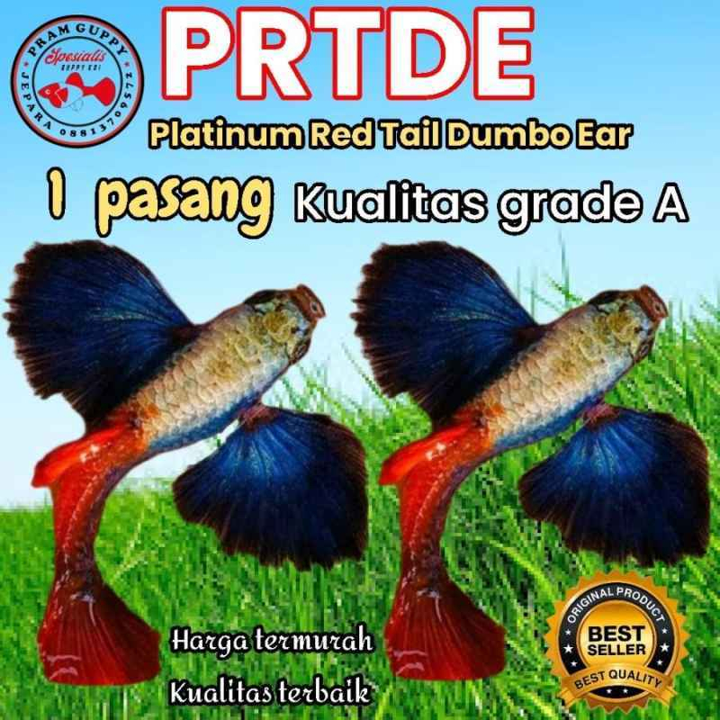 Guppy PRTDE Pasangan