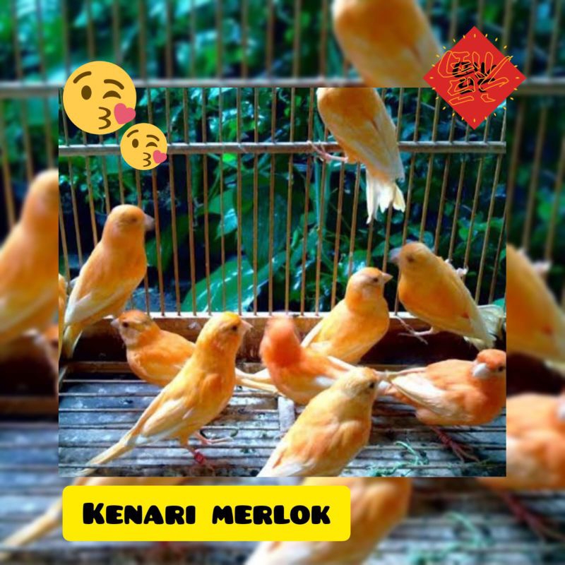 Burung kenari merlok / merah lokal baby