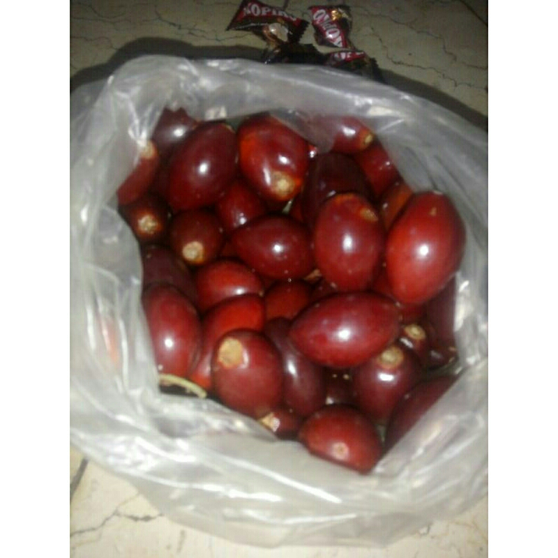 10 biji benih sawo kecik