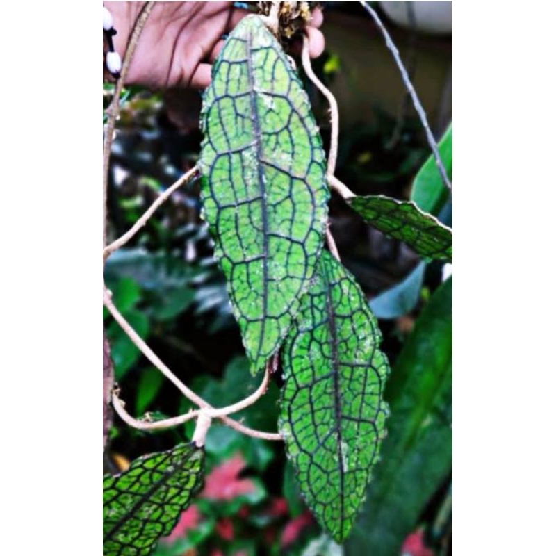 Hoya Clemensiorum Rimbun