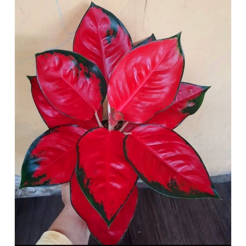 Aglonema Suksom Jaipong (Tanaman hias aglaonema Suksom Jaipong) - tanaman hias hidup - bunga hidup - bunga aglonema - aglaonema merah - aglonema merah - aglaonema murah - aglonema murah
