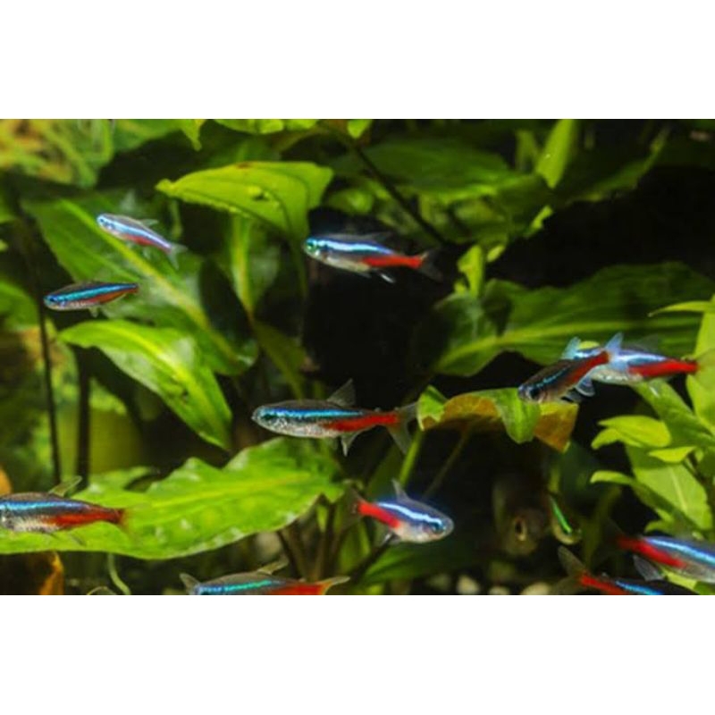 neon tetra
