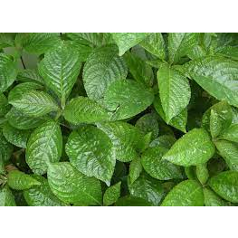 

DAUN KEJI BELING/DAUN PECAH BELING 500 gram MURAH KWALITAS TERBAIK DI PETIK LAMGSUNG SAAT ORDERAN MASUK