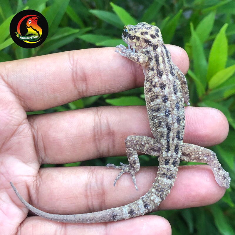 Cicak Batu (Cyrtodactylus marmoratus)