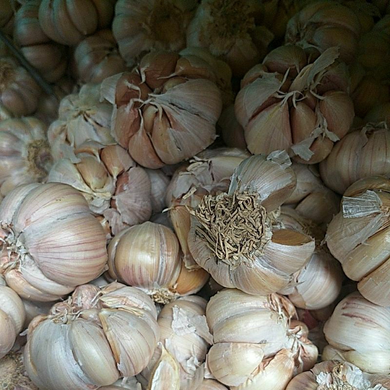

Bawang putih 500 gr