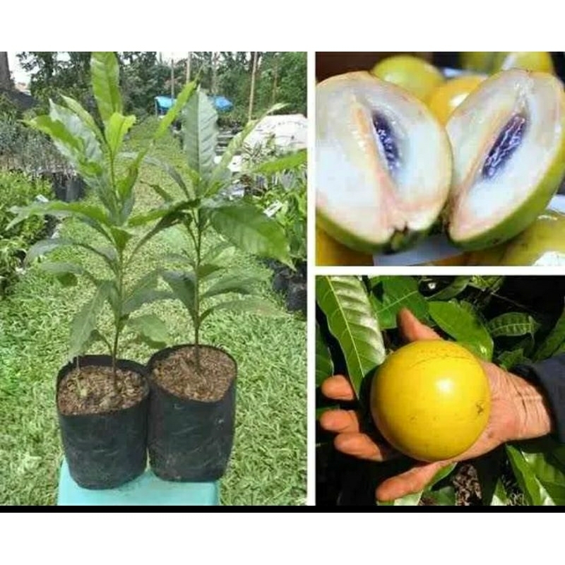 Bibit sawo Abiyu, sawo Abiyu jumbo, bibit super mudah buah