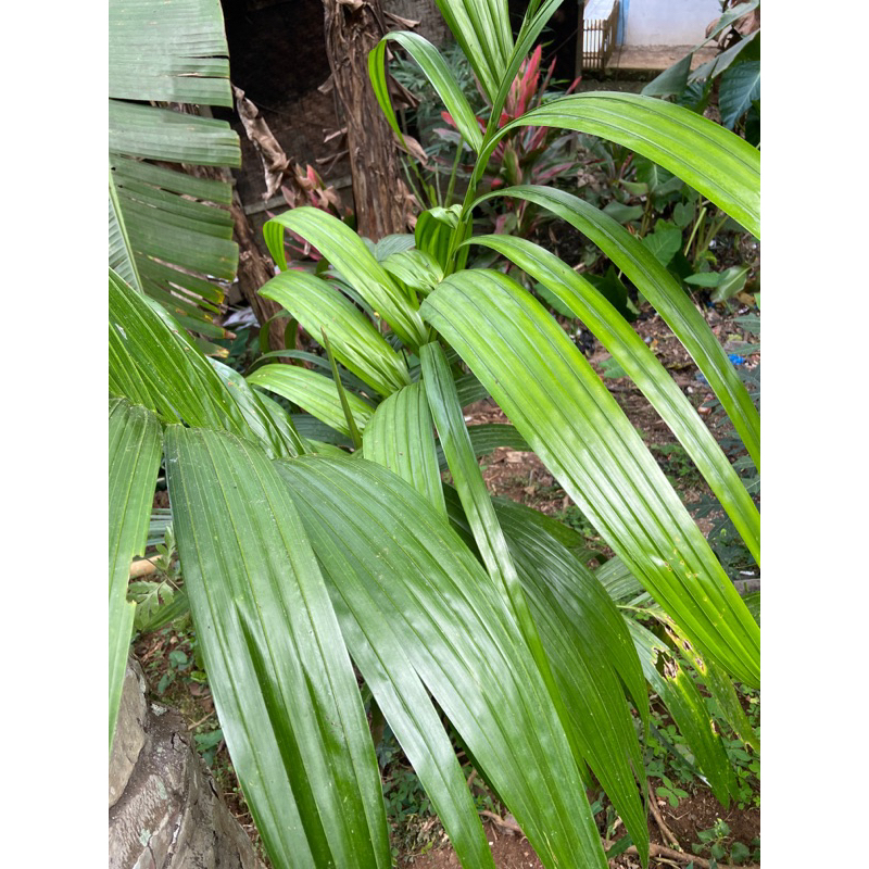 

Daun pinang segar daun buah pinang petik langsung 500 gram-az