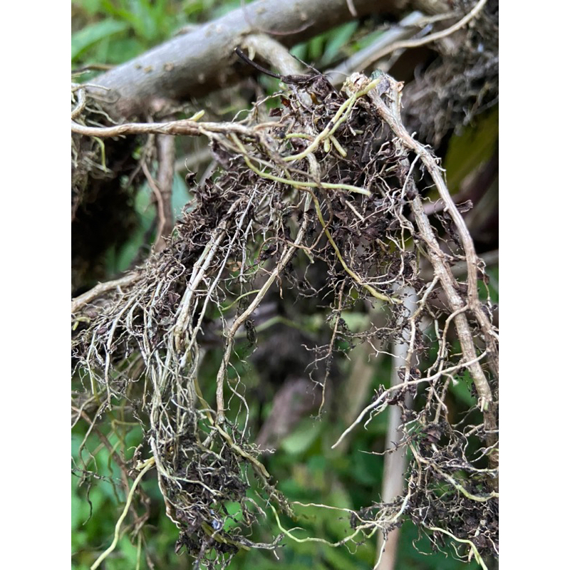 

Akar cincau hijau segar akar daun cincau-az