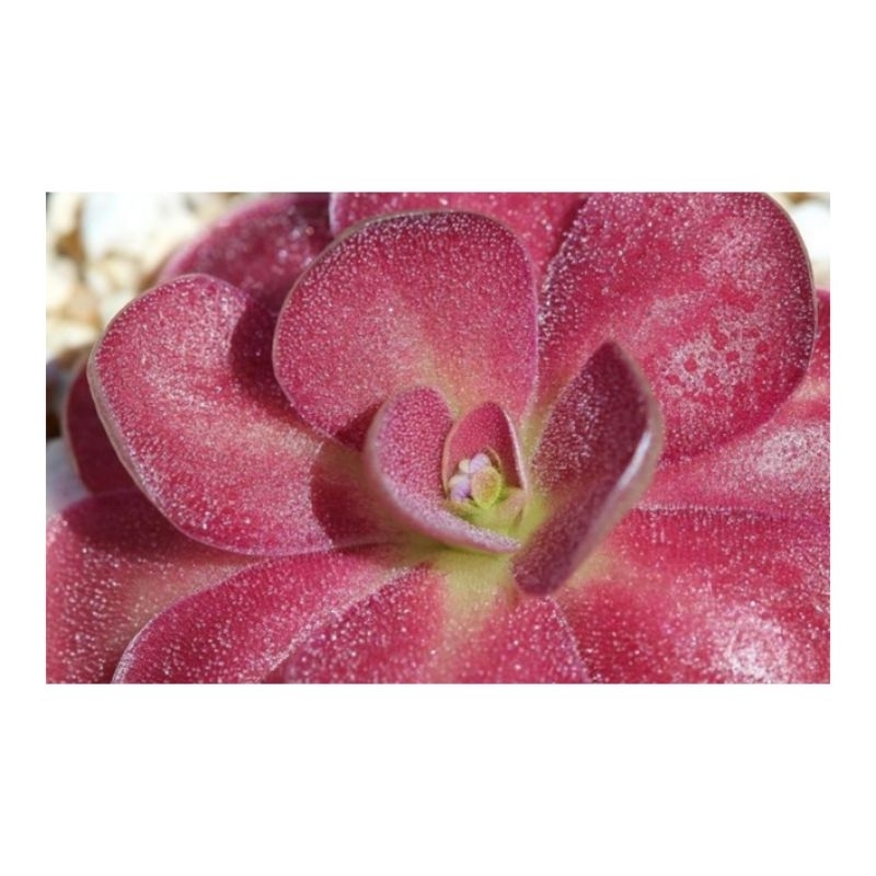 pinguicula 'Johanna'