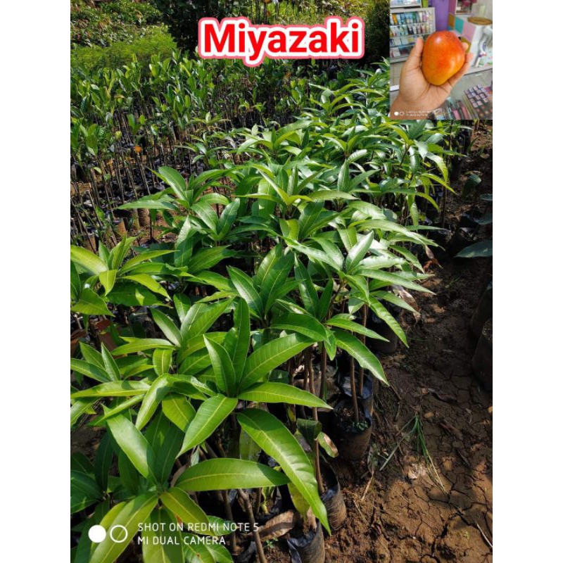 bibit mangga Miyazaki