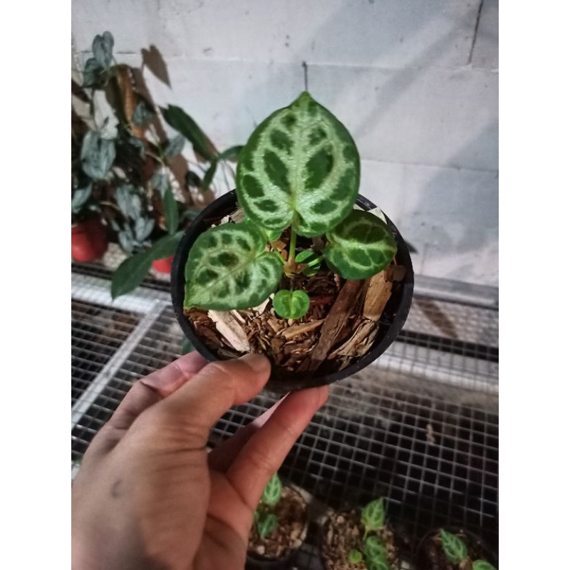 anthurium Dorayaki x silver Tiger