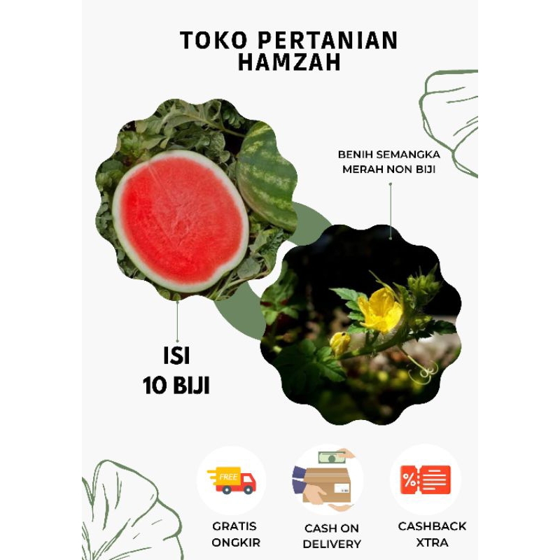 Bibit SEMANGKA MERAH NON BIJI -benih semangka kualitas unggul