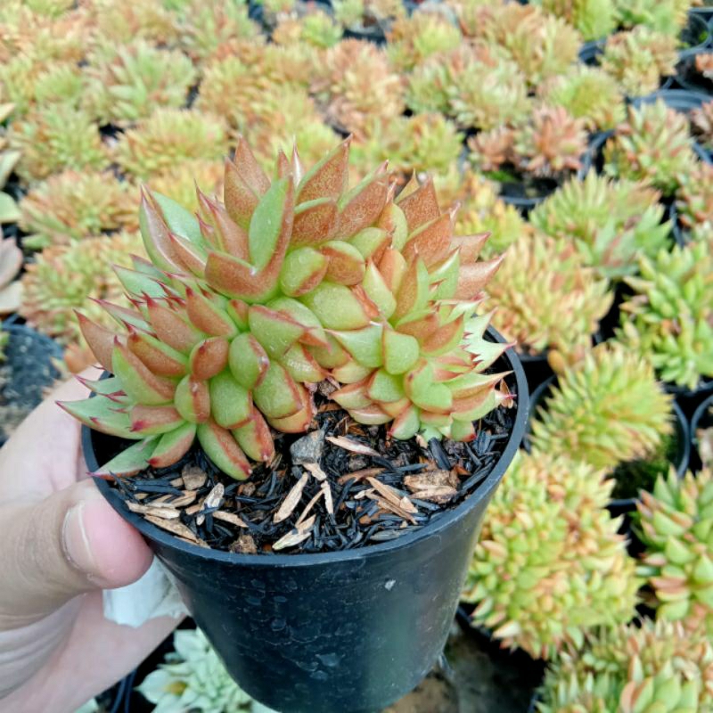 echeveria Agavoides Mundy cristata