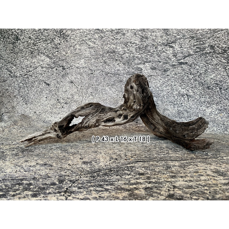 Kayu Santigi Laut Aquascape