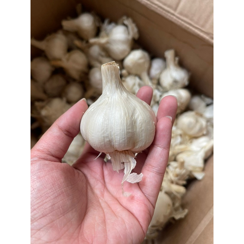 

BAWANG PUTIH KATING 500gram