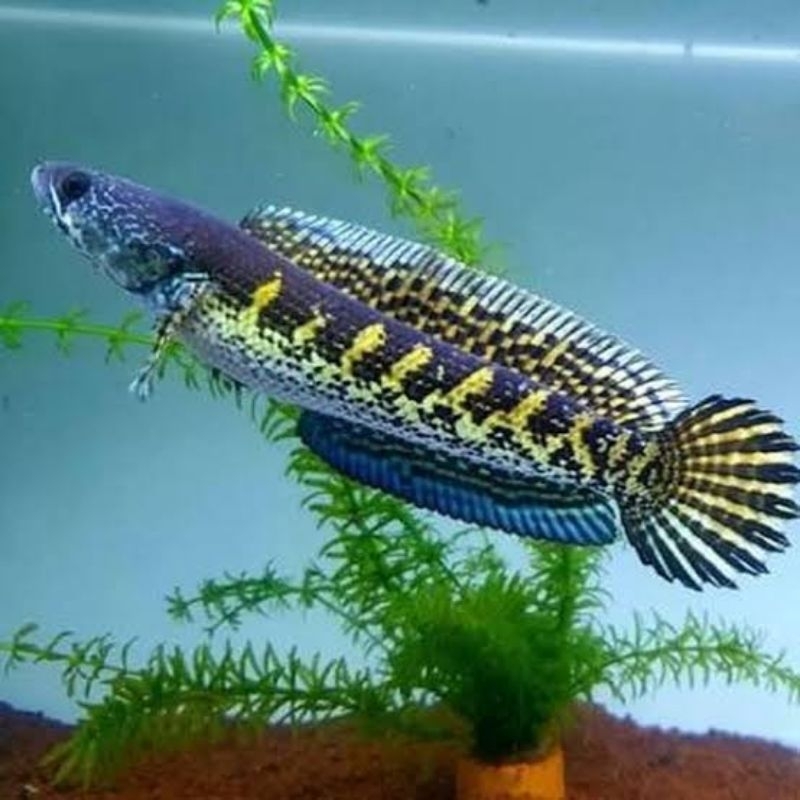 Channa Auranti 10-12cm Terbaik Bisa Milih