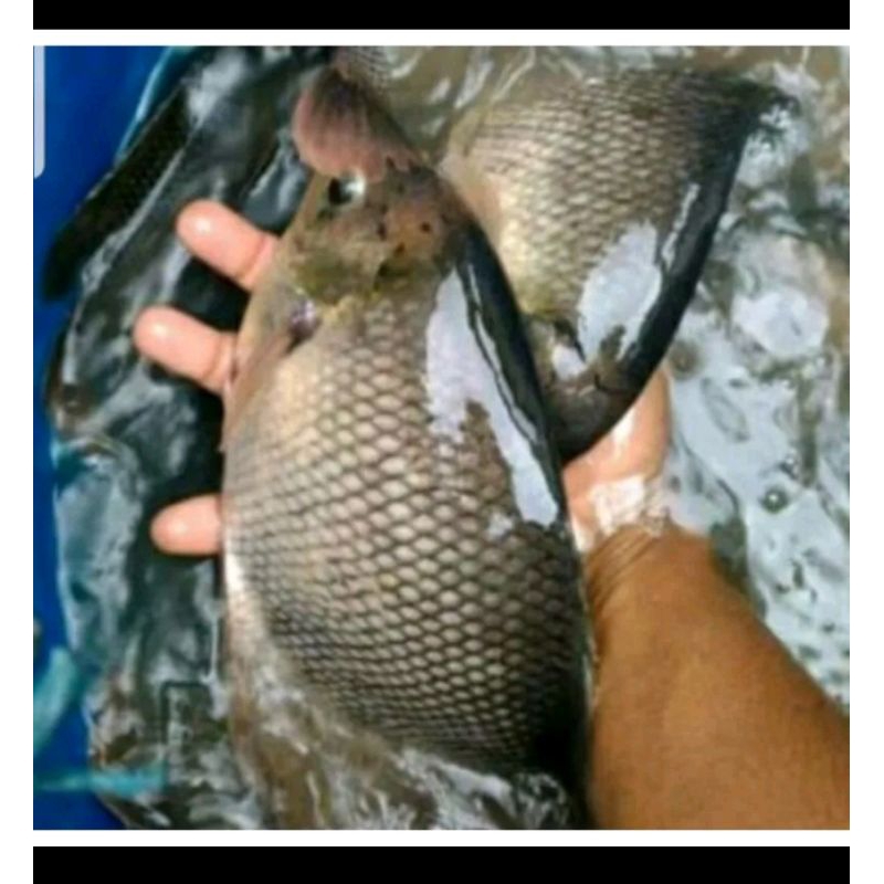 

grosir partai eceran ikan gurame kiloan