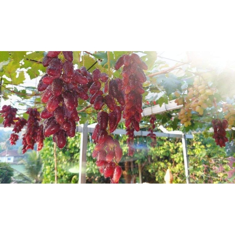 Bibit Anggur Import Carnival