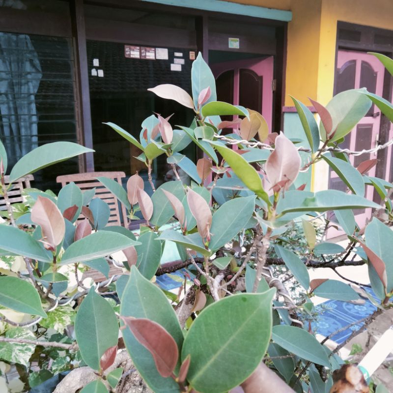 IPRIK SILVER PUPUS MERAH